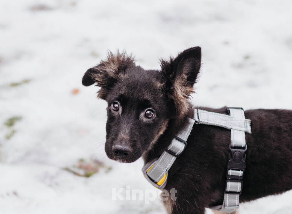 Собаки в Москве: Щенуля Тайлин ищет самый лучший дом! Девочка, Бесплатно - фото 7