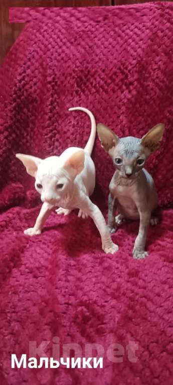 Кошки в Донецке: Сфинкс Канадский мальчики Мальчик, 20 000 руб. - фото 1