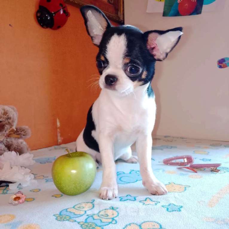 Собаки в Москве: Чихуахуа девочка к/ш, щенок Девочка, 50 000 руб. - фото 2