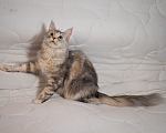 Кошки в Омске: Котенок мейнкун Мальчик, 20 000 руб. - фото 6