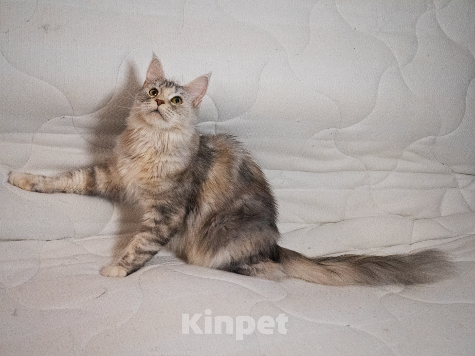 Кошки в Омске: Котенок мейнкун Мальчик, 20 000 руб. - фото 6