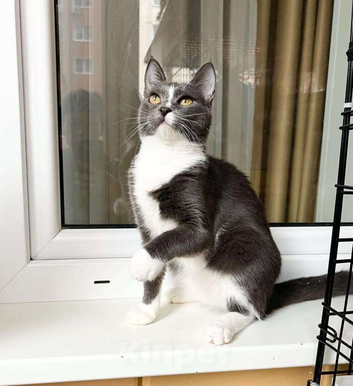 Кошки в Москве: Грациозная кошечка Мусико в добрые руки Девочка, Бесплатно - фото 8