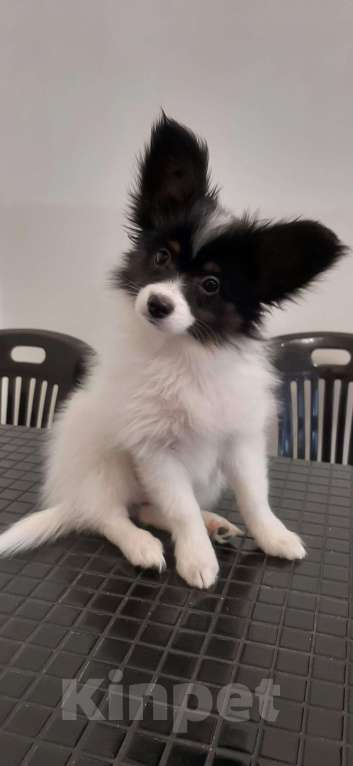 Собаки в Ярославле: Элитные щенки папийона Мальчик, 50 руб. - фото 2