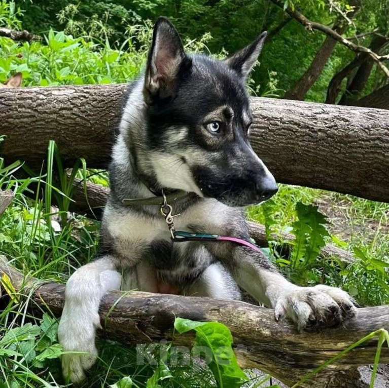 Собаки в Москве: Джуну выкинули к остановке Девочка, Бесплатно - фото 3