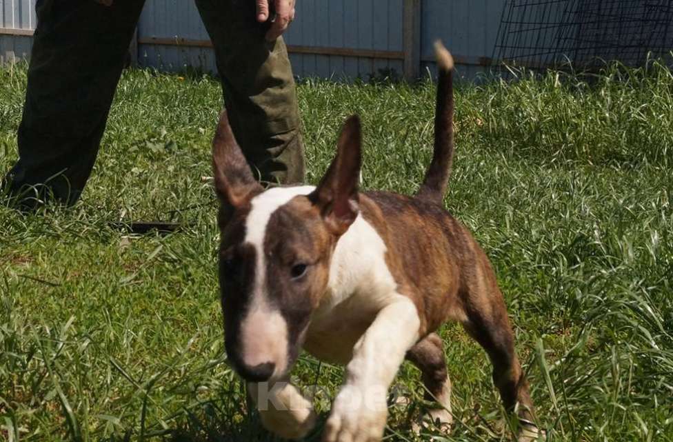 Собаки в Пушкино: крупная девочка стандартного бультерьера (Мега) Девочка, 80 000 руб. - фото 4