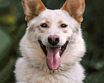 Собаки в Москве: Обаятельный Сахарок, молодой добрый пес в добрые руки Мальчик, Бесплатно - фото 1