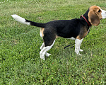 Собаки в Южноуральске: Щенок бигля Девочка, 26 000 руб. - фото 1