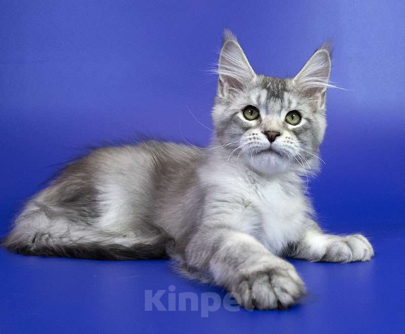 Кошки в Москве: Котенок Мейн Кун Мальчик, Бесплатно - фото 2
