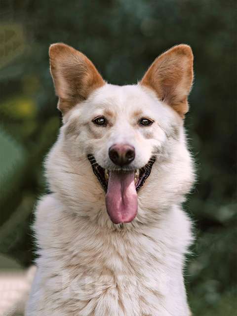 Собаки в Москве: Обаятельный Сахарок, молодой добрый пес в добрые руки Мальчик, Бесплатно - фото 1