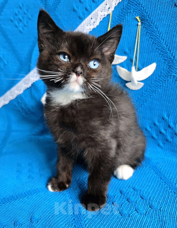 Кошки в Хабаровске: Британский мальчик дгг  Мальчик, 50 000 руб. - фото 5