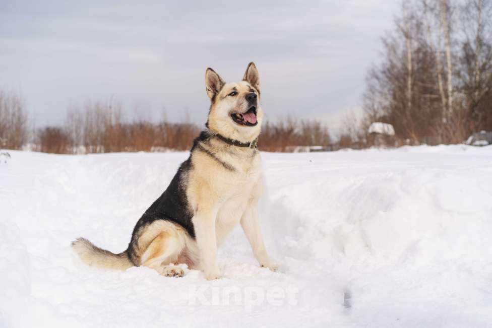 Собаки в Королеве: Норд мечтает стать верным другом для человека! Мальчик, Бесплатно - фото 4