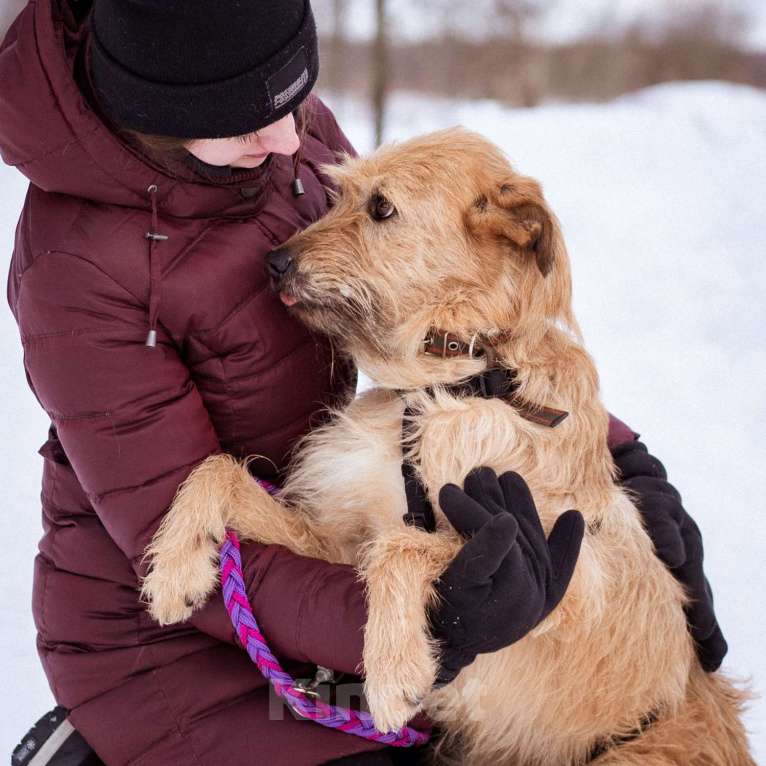 Собаки в Москве: Собака-компаньон Девочка, Бесплатно - фото 8
