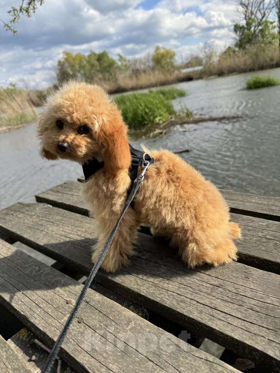 Собаки в Краснодаре: Той-пудель Мальчик, 100 000 руб. - фото 3