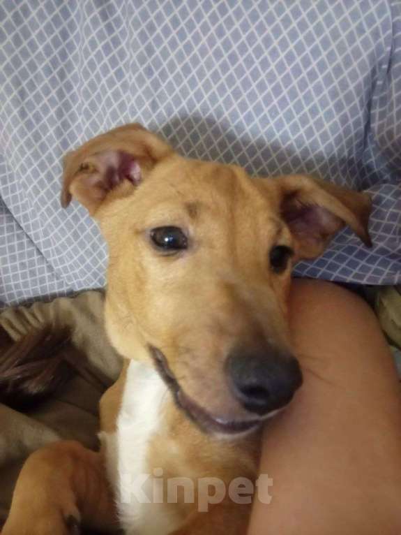 Собаки в Краснодаре: Потерялась собака по кличке Коля Мальчик, Бесплатно - фото 2