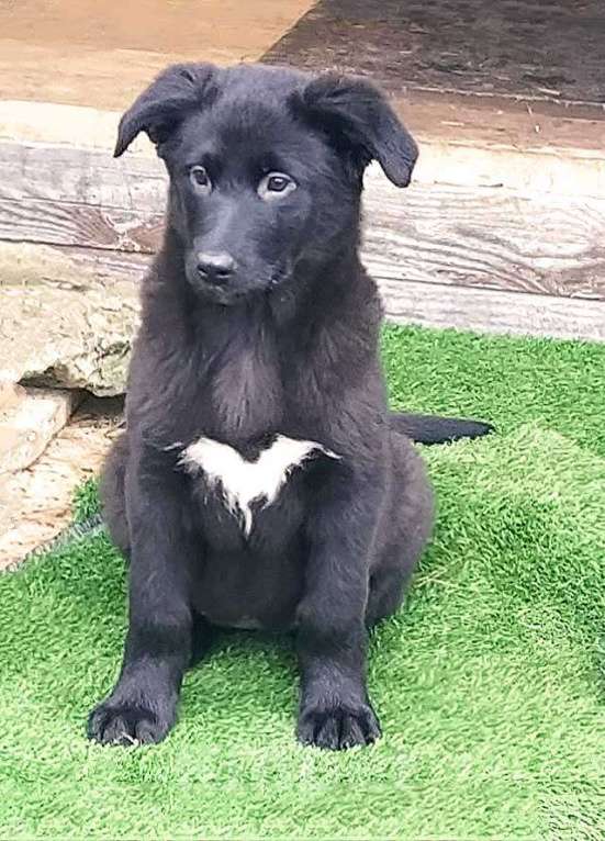 Собаки в Москве: Чудесные домашние щенки мальчик и девочки в добрые руки Девочка, 10 руб. - фото 7