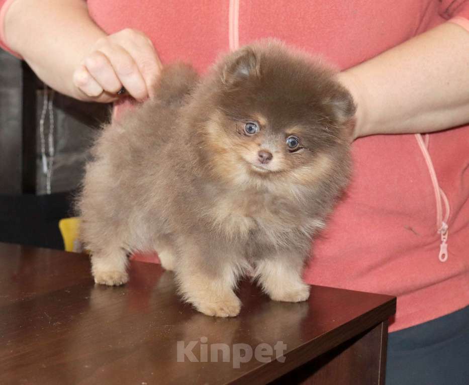 Собаки в Москве: Лиловая красотка ШПИЦА Девочка, 120 000 руб. - фото 5