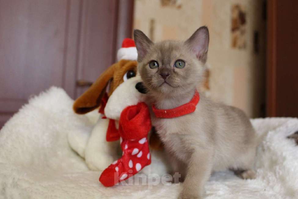 Кошки в Санкт-Петербурге: Бурманские котята Девочка, 50 000 руб. - фото 4