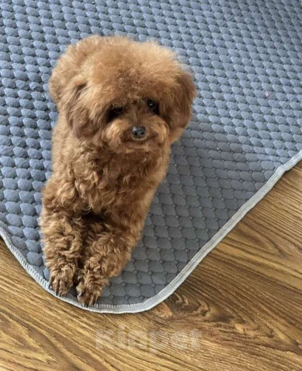 Собаки в Ростове-на-Дону: Тедди- пудель Девочка, 210 000 руб. - фото 2