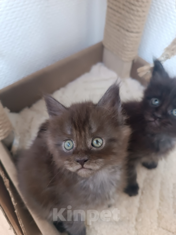 Кошки в Калуге: Котята мейн-кун Мальчик, Бесплатно - фото 1