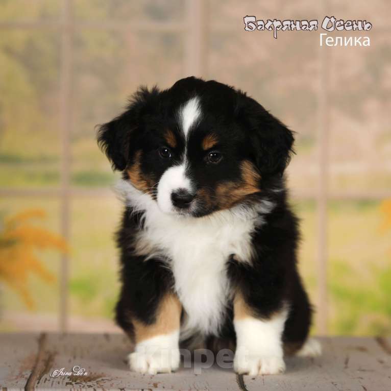 Собаки в других городах Московской области: Продается девочка миниаусси Девочка, 80 000 руб. - фото 5