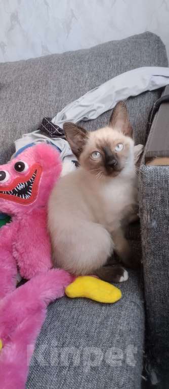 Кошки в других городах Московской области: Девочка Девочка, 11 000 руб. - фото 2