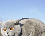 Кошки в Вологде: Британский голубой котенок Мальчик, 35 000 руб. - фото 7