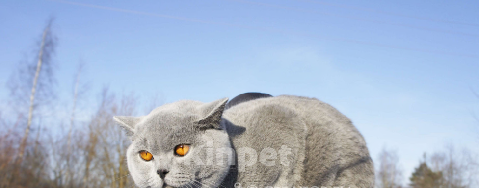 Кошки в Вологде: Британский голубой котенок Мальчик, 35 000 руб. - фото 7