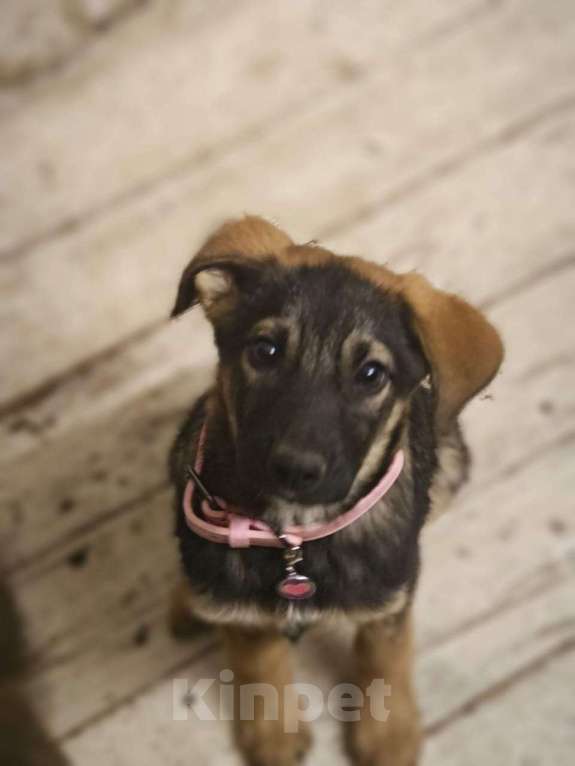 Собаки в Красногорске: Трогательная Сонечка 3 месяца ищет дом  Девочка, Бесплатно - фото 1