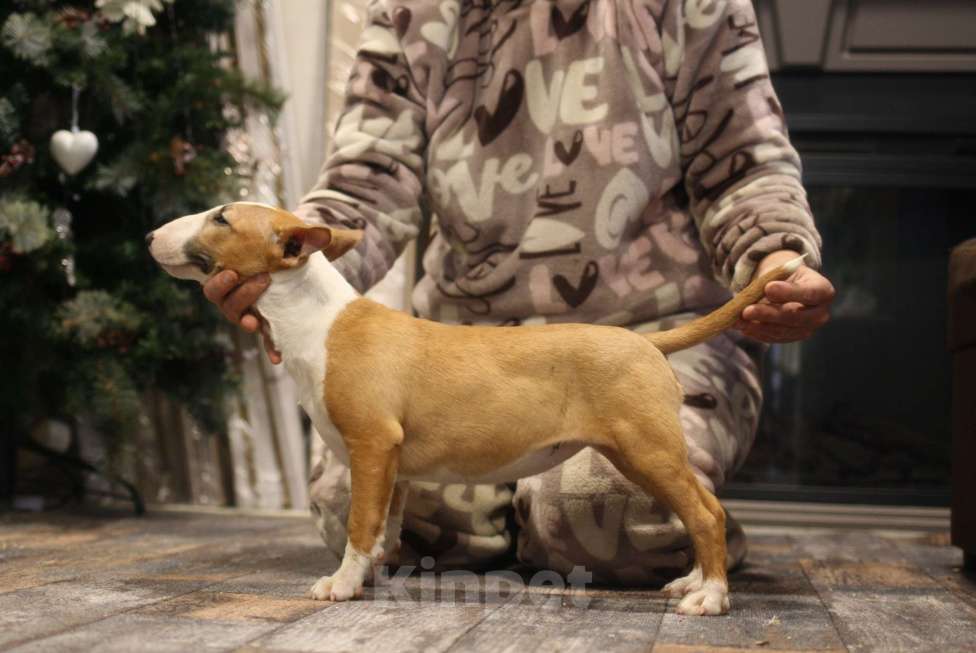 Собаки в Всеволожске: ММ ОКИНАВА ОСЕННИЙ ВАЛЬС Девочка, 80 000 руб. - фото 1