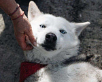 Собаки в Санкт-Петербурге: Лейла ищет дом Девочка, Бесплатно - фото 4