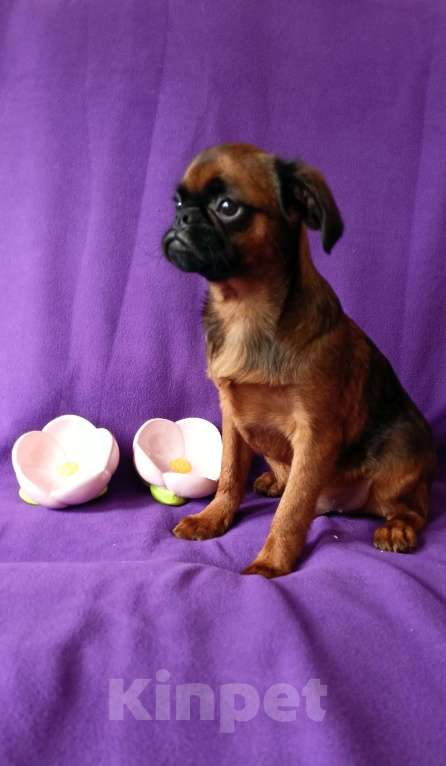 Собаки в Санкт-Петербурге: Мальчик-праздник Мальчик, Бесплатно - фото 2