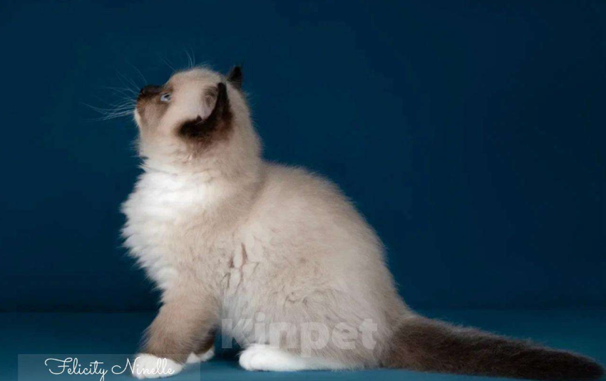 Кошки в Москве: Рэгдолл котята  Мальчик, 120 000 руб. - фото 2