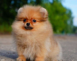 Собаки в Мур: продажа щенков Девочка, 50 000 руб. - фото 1