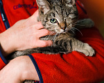 Кошки в Санкт-Петербурге: Кошечка Фисташка Девочка, Бесплатно - фото 3