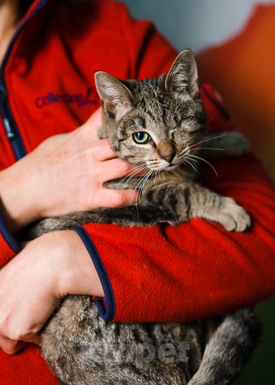 Кошки в Санкт-Петербурге: Кошечка Фисташка Девочка, Бесплатно - фото 3