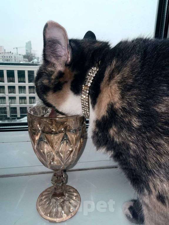 Кошки в Москве: Пепельная трехцветная Шерри Девочка, Бесплатно - фото 8