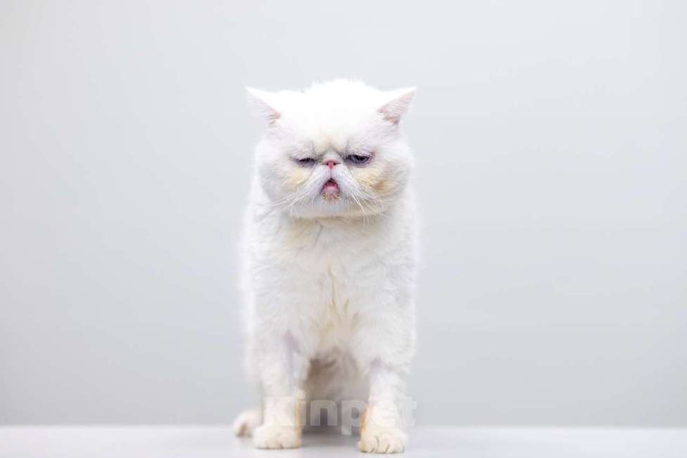 Кошки в Москве: Абу Мальчик, Бесплатно - фото 2