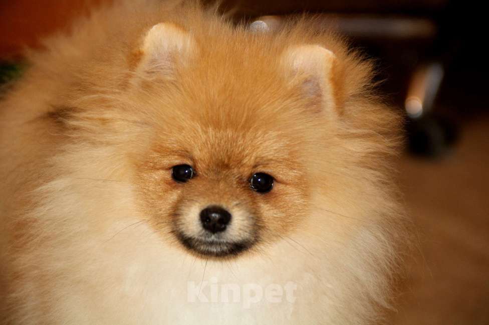 Собаки в Раменском: Мальчик шпица Царго Мальчик, 40 000 руб. - фото 1