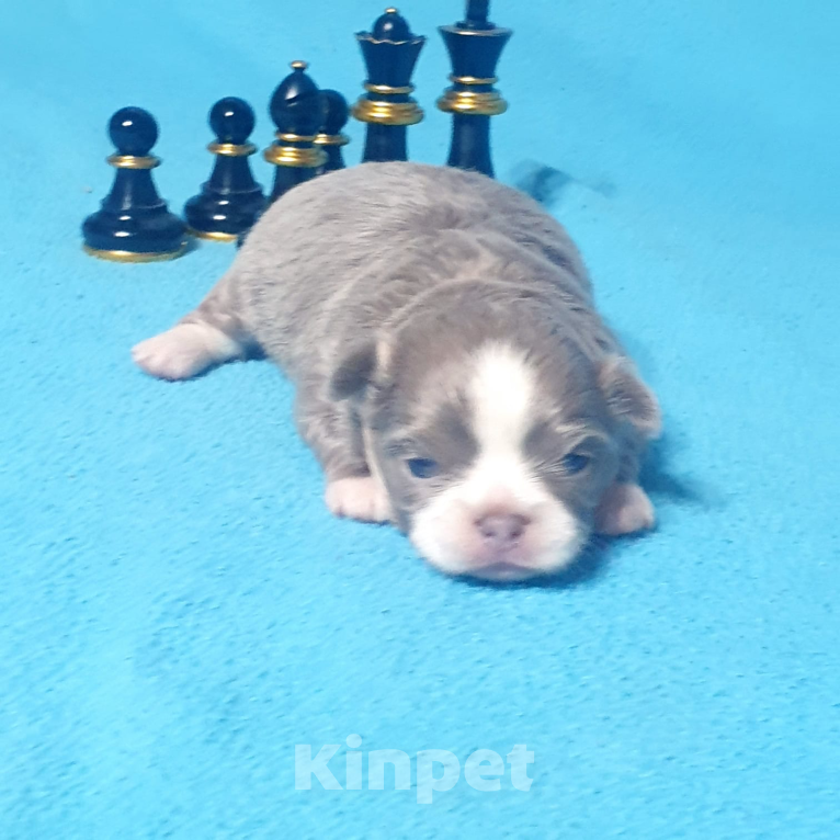 Собаки в Москве: Чихуахуа щенки  Мальчик, Бесплатно - фото 7