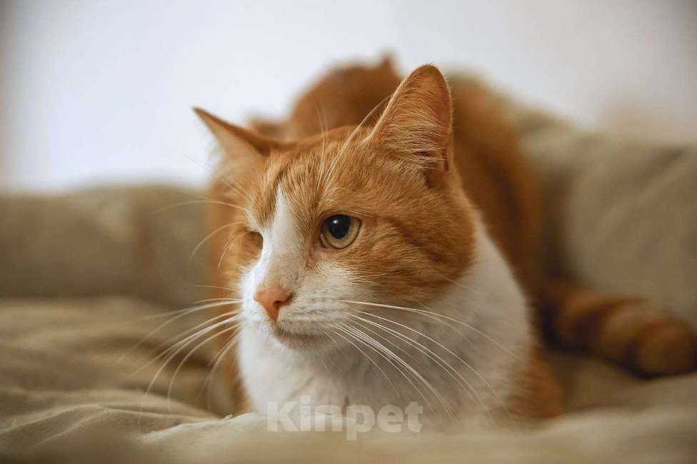 Кошки в Краснознаменске: Тёма ждёт именно Вас💫 Мальчик, 100 руб. - фото 2