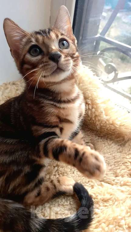 Кошки в Москве: Бенгальский мальчик Мальчик, 30 000 руб. - фото 6