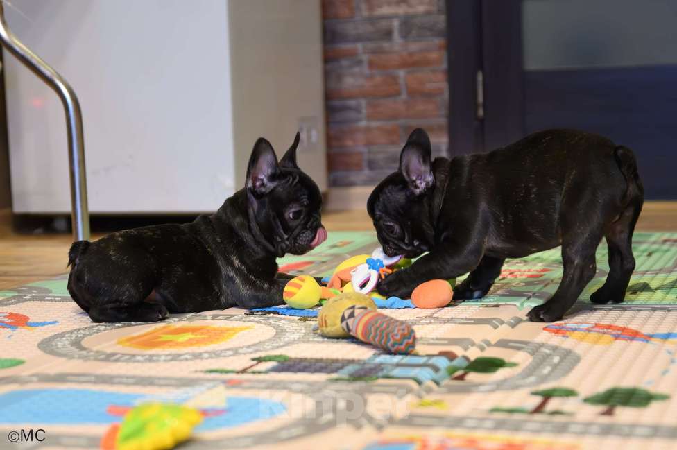 Собаки в Щелково: Французские бульдожки Мальчик, 60 000 руб. - фото 3