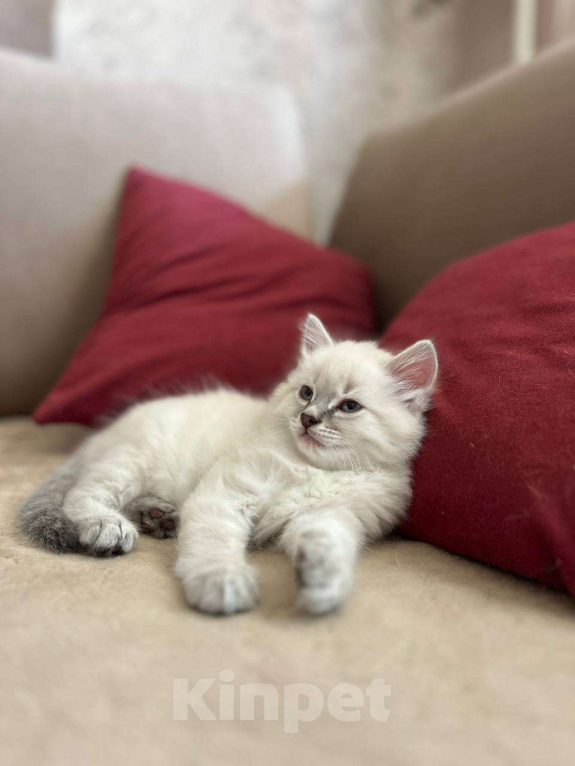 Кошки в Йошкаре-Оле: Котята породы Невская маскарадная Мальчик, 8 000 руб. - фото 5