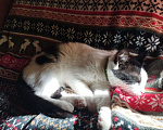 Кошки в Москве: Котенок 5 месяцев девочка стерелизованы, приучена к лотку, добрая и ласковая ищет хозяина Девочка, Бесплатно - фото 4