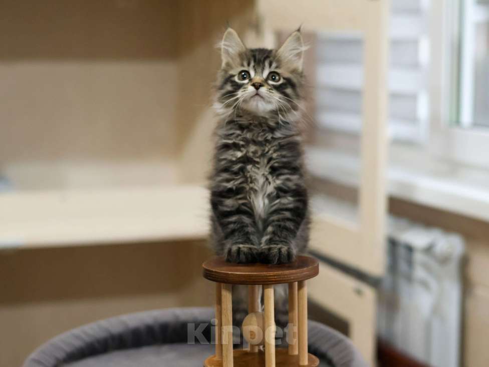 Кошки в Красногорске: Продажа котят курильского бобтейла Мальчик, 60 000 руб. - фото 4