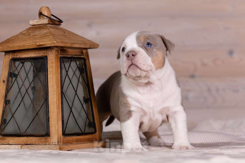 Собаки в Королеве: Американский булли стандарт Девочка, 300 000 руб. - фото 3