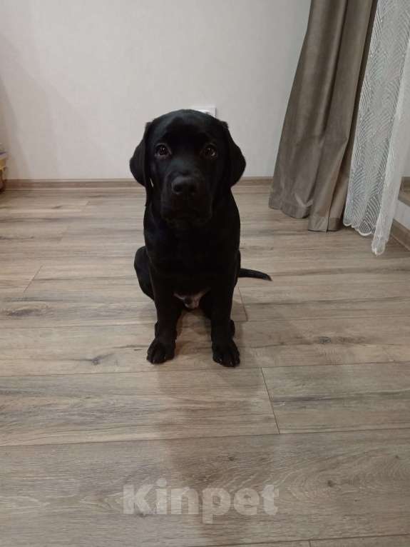 Собаки в Волгограде: Щенок лабрадора-ретривера Мальчик, 35 000 руб. - фото 1
