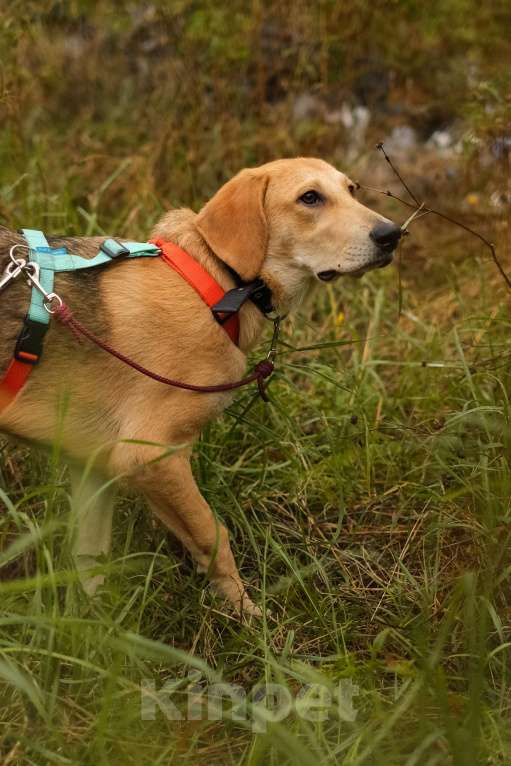 Собаки в Санкт-Петербурге: Русская гончая, щенок Рона из приюта Девочка, Бесплатно - фото 4