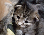 Кошки в Шарыпово: Котёнок кошки, позаботьтесь пожалуйста о ней  Девочка, 1 000 руб. - фото 1