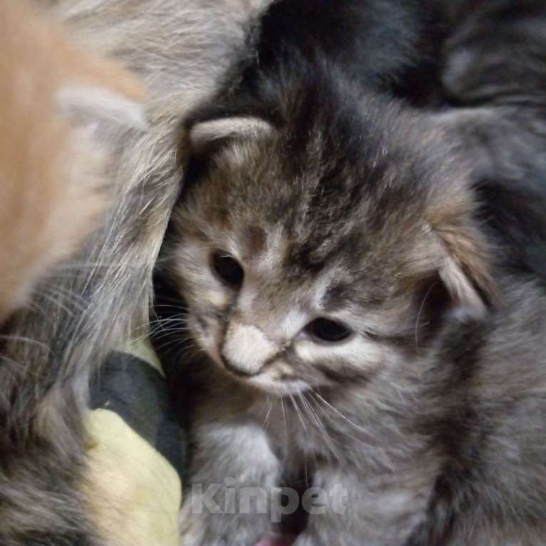 Кошки в Шарыпово: Котёнок кошки, позаботьтесь пожалуйста о ней  Девочка, 1 000 руб. - фото 1